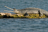 Gharial (Gavialis gangeticus) thermoregulating, National Chambal Sanctuary, Madhya Pradesh, India