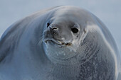 Crabeater Seal (Lobodon carcinphaga), Paradise Bay, Antarctica