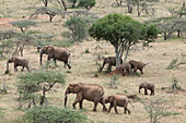 African Elephant (Loxodonta africana) family groups converging into large herd during migration, Ol Malo Wildlife Sanctuary, Kenya
