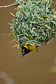 Village Weaver (Ploceus cucullatus) male looking out of his nest, east Africa