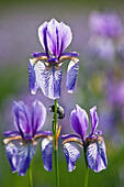 Siberian Iris (Iris sibirica) flowers, Bavaria, Germany