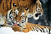 Siberian Tiger Panthera tigris altaica licking paw in snow, native to Russia