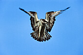 Osprey (Pandion haliaetus) hovering, Germany