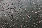 Lesser Flamingo (Phoenicopterus minor) flock in alkaline lake, Lake Nakuru, Kenya