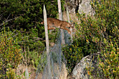 Spanish Lynx (Lynx pardinus) male jumping over fence that keeps other predators out but harbors rabbits for the lynx to prey upon, Sierra de Andujar Natural Park, Andalusia, Spain. Sequence 2 of 3