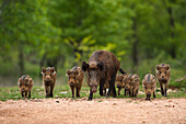 Wild Boar (Sus scrofa) family, Cazorla Natural Park, Andalusia, Spain