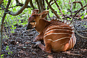 Mountain Bongo (Tragelaphus eurycerus isaaci) young resting in shade, part of captive breeding herd for reintroduction program at breeding center Mount Kenya Wildlife Conservancy, Kenya