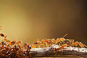 Red Imported Fire Ant (Solenopsis invicta) group, invasive introduced species, Texas