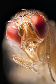 Spotted-wing Fruit Fly (Drosophila suzukii) female showing composite eyes, a pest species to berry and fruit farmers, North America