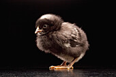 Domestic Chicken (Gallus domesticus), five week old Barred Rock chick