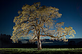 Oregon Oak (Quercus garryana) in the Willamette Valley, Oregon
