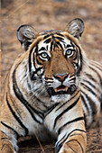 Bengal Tiger (Panthera tigris tigris), Ranthambhore National Park, India