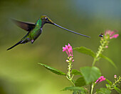 Sword-billed Hummingbird (Ensifera ensifera) and insect, Ecuador