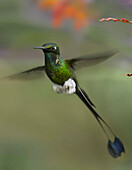 Booted Racket-tail (Ocreatus underwoodii) hummingbird male hovering, Ecuador