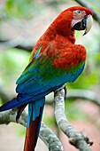 Red and Green Macaw (Ara chloroptera), Bodoquena Plateau, Brazil