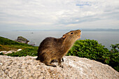 Santa Catarina's Guinea Pig (Cavia intermedia) critically endangered endemic species, Moleques do Sul Island, Serra do Tabuleiro State Park, Santa Catarina, Brazil