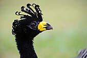 Bare-faced Curassow (Crax fasciolata) male, Pantanal, Brazil