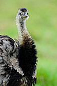 Greater Rhea (Rhea americana) portrait, Pantanal, Brazil