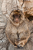 Barbary Macaque (Macaca sylvanus) sitting adult, Gibraltar, United Kingdom