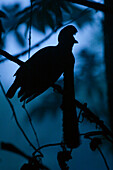 Long-wattled Umbrellabird (Cephalopterus penduliger) male silhouette, Ecuador