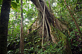 Fig (Ficus sp) tree with huge buttress roots, Amazon, Ecuador