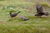 Great Thrush (Turdus fuscater) predating on Plumbeous Sierra-Finch (Phrygilus unicolor), Ecuador