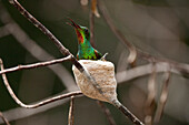 Fiery Topaz (Topaza pyra) female calling at nest, Ecuador