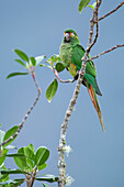 Golden-plumed Parakeet (Leptosittaca branickii), Ecuador