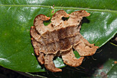Cup Moth (Limacodidae) caterpillar, Ecuador