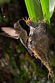 White-tipped Sicklebill (Eutoxeres aquila) hummingbird parent feeding chicks at nest, Ecuador
