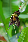 Orchid (Masdevallia vampira) flower, Ecuador