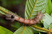 Saturniid Moth (Saturniidae) caterpillar, Amazon, Ecuador