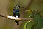 Black-breasted Puffleg (Eriocnemis nigrivestis) hummingbird male, Ecuador
