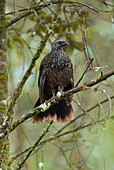 Bearded Guan (Penelope barbata), Ecuador