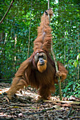 Sumatran Orangutan (Pongo abelii) dominant male, Gunung Leuser National Park, north Sumatra, Indonesia