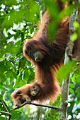 Sumatran Orangutan (Pongo abelii) two month old baby held on mother's arm, Gunung Leuser National Park, north Sumatra, Indonesia