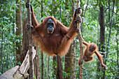 Sumatran Orangutan (Pongo abelii) mother and six month old baby in trees, Gunung Leuser National Park, north Sumatra, Indonesia