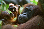 Sumatran Orangutan (Pongo abelii) mother and playful one and a half year old baby, Gunung Leuser National Park, north Sumatra, Indonesia