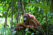 Sumatran Orangutan (Pongo abelii) female in day nest calling, Gunung Leuser National Park, north Sumatra, Indonesia