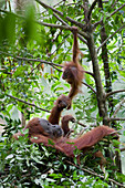 Sumatran Orangutan (Pongo abelii) mother and playful nine month old baby in day nest, Gunung Leuser National Park, north Sumatra, Indonesia