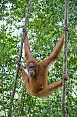 Sumatran Orangutan (Pongo abelii) female in trees, Gunung Leuser National Park, north Sumatra, Indonesia