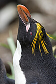 Macaroni Penguin (Eudyptes chrysolophus), Cooper Bay, South Georgia Island