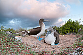 Blue-footed Booby (Sula nebouxii) pair incubating egg, Galapagos Islands, Ecuador