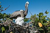 Brown Pelican (Pelecanus occidentalis) with chick in nest, Galapagos Islands, Ecuador