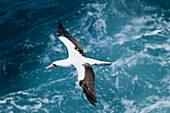 Nazca Booby (Sula granti) flying, Galapagos Islands, Ecuador