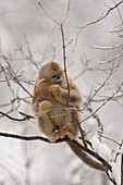 Golden Snub-nosed Monkey (Rhinopithecus roxellana) baby nibbling a broken branch, Qinling Mountain, Shaanxi Province, China