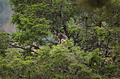 Golden Snub-nosed Monkey (Rhinopithecus roxellana) pair in tree, China