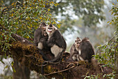 Yunnan Snub-nosed Monkey (Rhinopithecus bieti) family huddling together for warmth, Baima Snow Mountain, Yunnan, China
