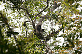 Tonkin Snub-nosed Monkey (Rhinopithecus avunculus) in tree, Ha Giang, Vietnam