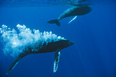 'Humpback Whale (Megaptera novaeangliae) male pursuing and blowing bubbles to attract female,  in team-based mating behavior, Maui, Hawaii - notice must accompany publication; photo obtained under NMFS permit 0753-1599'